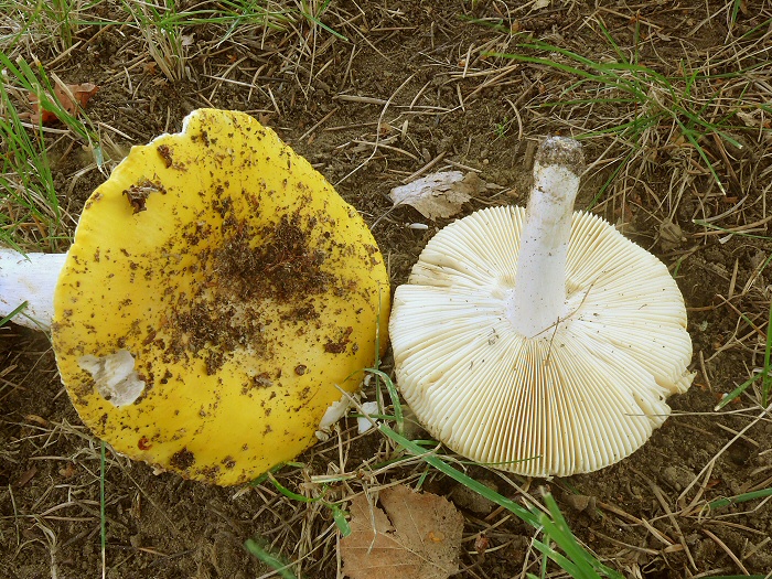 P1080096 RussulaClaroflava